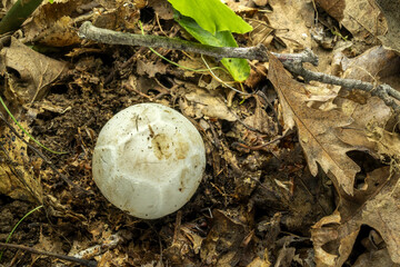close up of a Red Cage fungus ( Clathrus ruber ) in early stages in its development. shell form.
