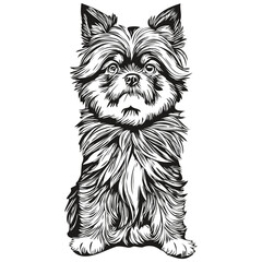 Affenpinscher dog vector face drawing portrait, sketch vintage style transparent background