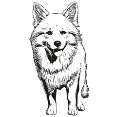 American Eskimo dog line illustration, black and white ink sketch face portrait in vector realistic breed pet