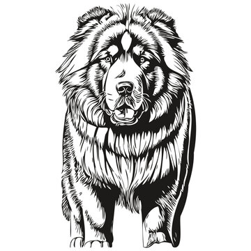 Tibetan Mastiff dog pet silhouette, animal line illustration hand drawn black and white vector