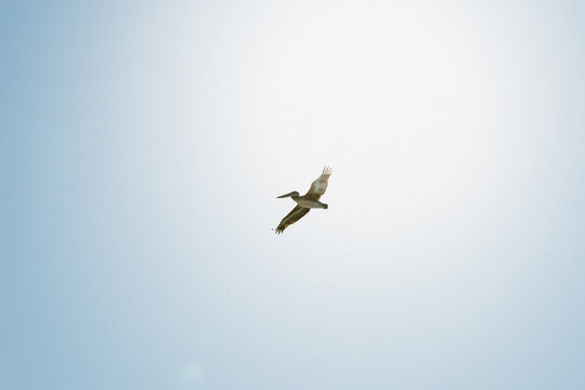 Birds in the sky