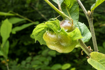 close up shot of an insect gall on a deformed leaf made by insect enzymes