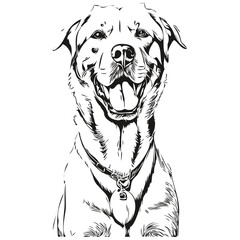 Dogo Argentino dog vector face drawing portrait, sketch vintage style transparent background