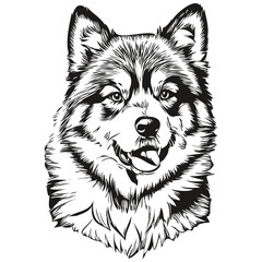 Finnish Lapphund dog vector face drawing portrait, sketch vintage style transparent background realistic breed pet