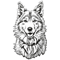 Icelandic Sheepdog dog realistic pet illustration, hand drawing face black and white vector sketch drawing