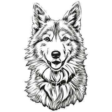 Icelandic Sheepdog dog realistic pet illustration, hand drawing face black and white vector sketch drawing