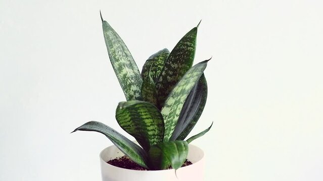 Sansevieria Hahnii, Snake Plant in plastic pot on light background. Succulent, house plant. Concept: home breeding, hobby. Fhd resolution, footage, film, moving image. Rotation