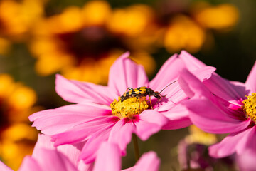 chrząszcz Baldurek pstrokaty  różowym kwiatku onętka, kosmosu