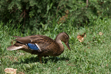 kaczka, ptak, zwierzę, park, natura, na zewnątrz, lato, kolory, fauna, dzika natura,