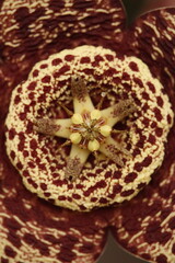close up a centro de flor de stapelia orbea variegata color amarillo con puntos magentas en forma de estrella vista cenital