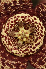 close up de pistilos y estambres de flor de stapelia orbea variegata color amarillo con puntos magentas en forma de estrella vista cenital