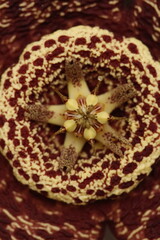 Obraz na płótnie Canvas centro de flor de stapelia orbea variegata color amarillo con puntos magentas en forma de estrella vista cenital