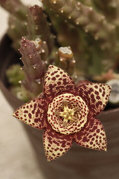stapelia orbea variegata con flor color amarillo con puntos magentas en forma de estrella