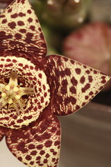 Obraz premium close up de petalos de flor de stapelia orbea variegata color amarillo con puntos magentas en forma de estrella vista cenital