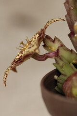 flor de stapelia orbea variegata color amarillo con puntos magentas de perfil con fondo claro color gris