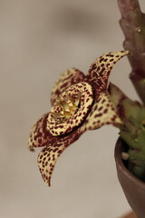 flor de stapelia orbea variegata color amarillo con puntos magentas en forma de estrella con fondo claro color gris