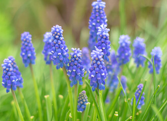 Muscary ,Muscari botryoides sp. flowers in spring garden. Muscary is common spring flowers blooming in May in small gardens. blue wildflowers on the field. High quality photo