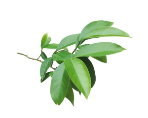 Twig with fresh green leaves isolated on transparent background.