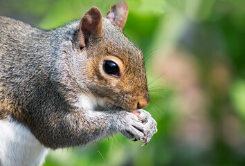 Close-up portrait of North American eastern gray squirrel with paws to mouth eating