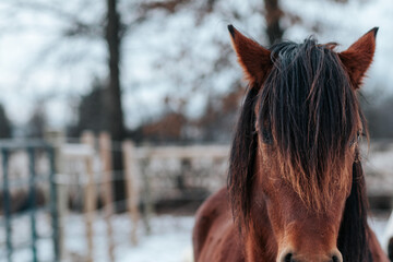 Horse in Winter 