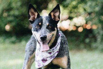Australian Cattle Dog 