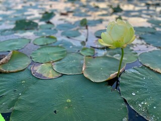 close up Lilly pads