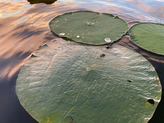 Focused on Lilly pad © Kayla
