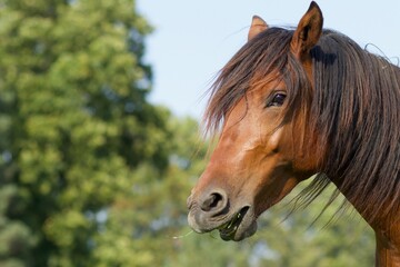 Bay Pony 