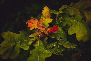 red and yellow leaves