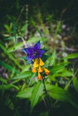 purple flower in a field