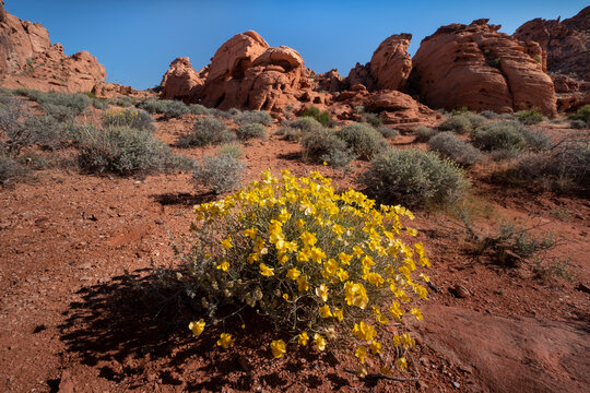 Whitestem Paperflower (Psilostrophe cooperi) (Cooper's Paperflower) (Paper Daisy) (Paper Flower), in desert environment, Valley of Fire State Park, Nevada