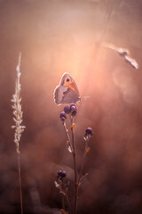 Letni motyl na polanie