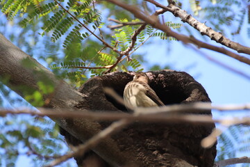 Baker building mud nest