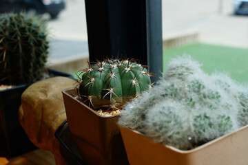 Prickly cactus in many pots.