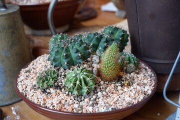 Prickly cactus in many pots.