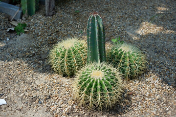 Prickly cactus in many pots.