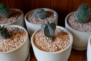 Prickly cactus in many pots.