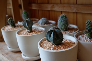 Prickly cactus in many pots.