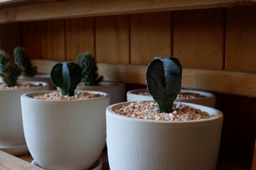 Prickly cactus in many pots.