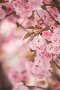 Pink Cherry Blossom
