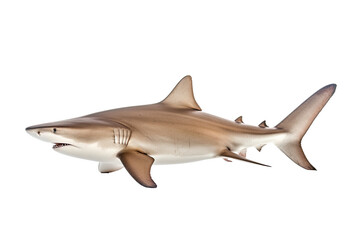 Sand tiger shark Carcharias taurus, Transparent background. generative AI