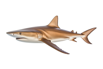 Sandbar shark Carcharhinus plumbeus, Transparent background. generative AI