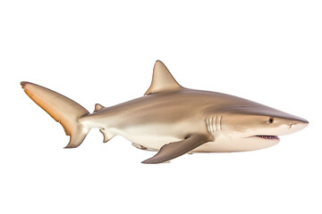 Silvertip shark Carcharhinus albimarginatus , Transparent background. generative AI