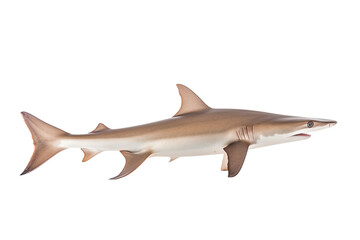 Obraz premium Slender smoothhound shark, Transparent background. generative AI