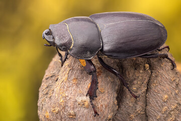 detailed close up shot of a Lesser Stag Beetle on a branch