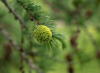 Green cone in the forest