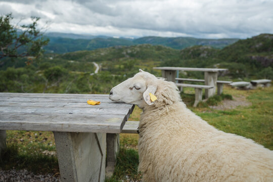 Portrait of cute fluffy sheep in Norwegian countryside 