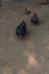 three free range chickens