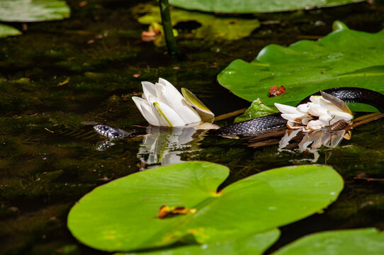 The water snake