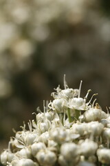 Botones y flores blancas de cebolla en conjunto closeup frontal